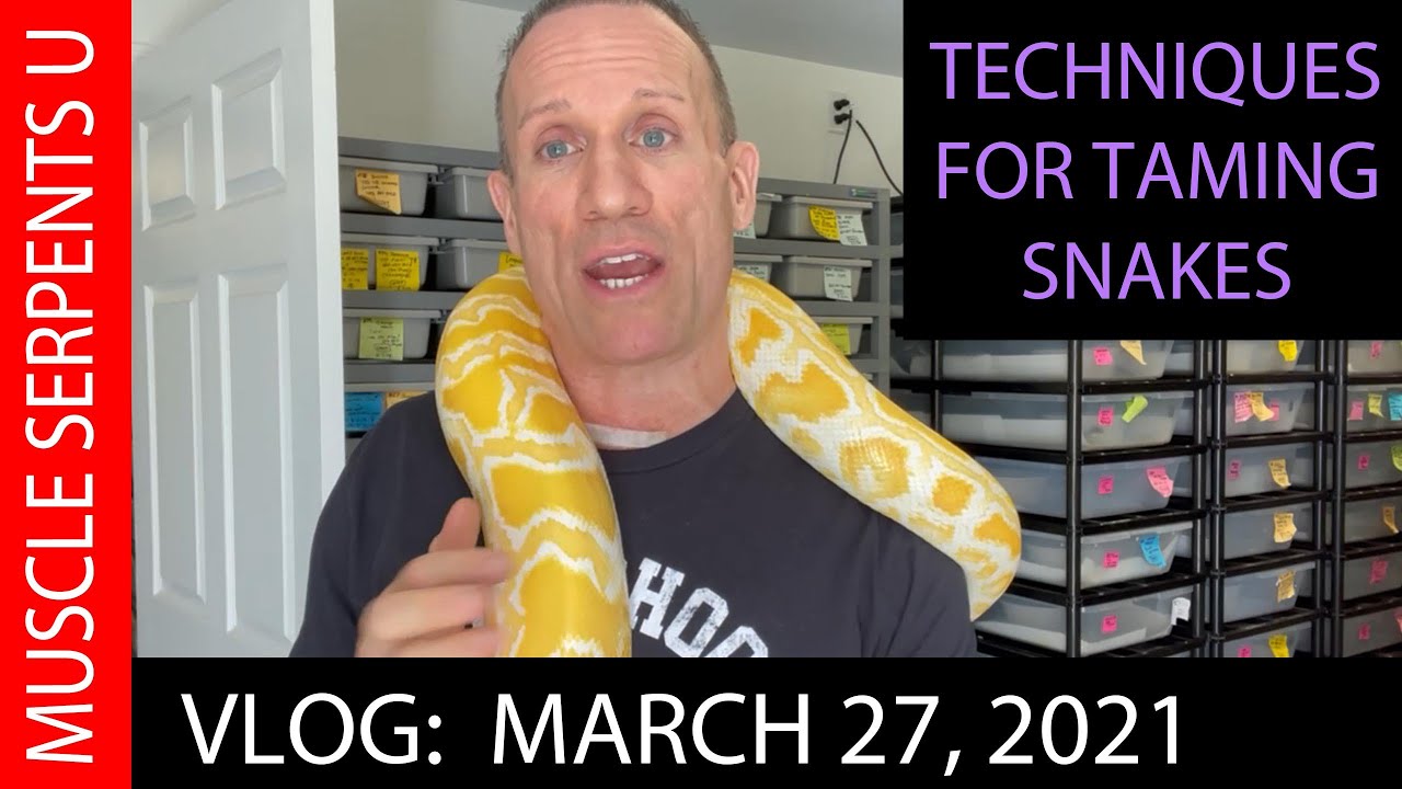 TAMING BURMESE PYTHONS & OTHER SNAKE HATCHLINGS! 3-27-21
