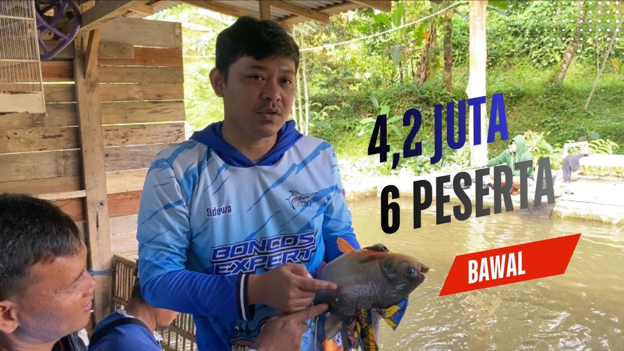 Kebangetan ‼️ Mancing Borongan Star Jam Setengah Tiga Sore Harga 4,2 Juta Cuma 6 Peserta