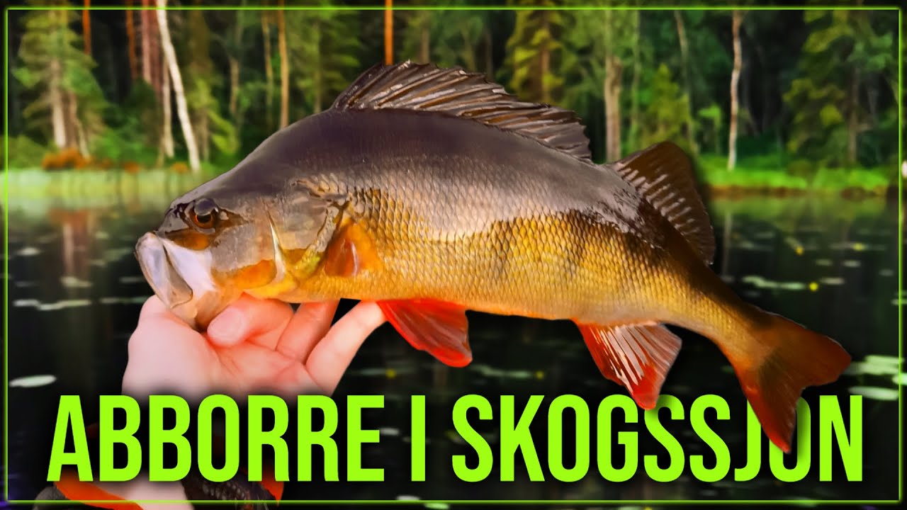 Fiskar & tillagar abborre på norrländskt vis - I vår hemliga skogssjö (Two Hunters)