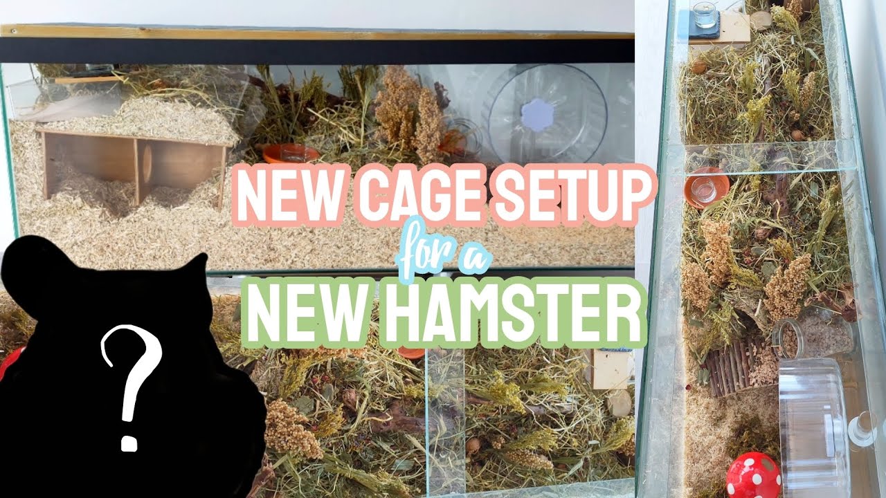 Natural Hamster Cage Setup for a New Hamster - German Inspired Enclosure + Haul 🐹🍄🌿