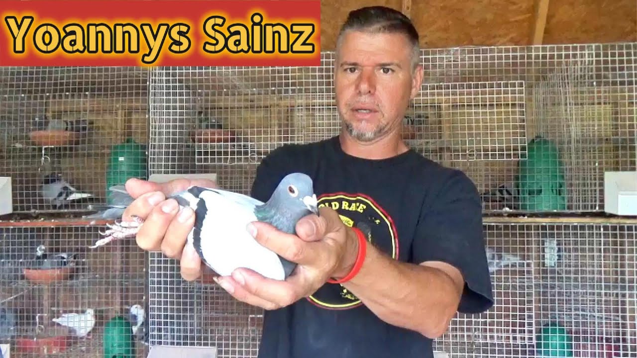 Racing Pigeons - Yoannys Sainz Interview