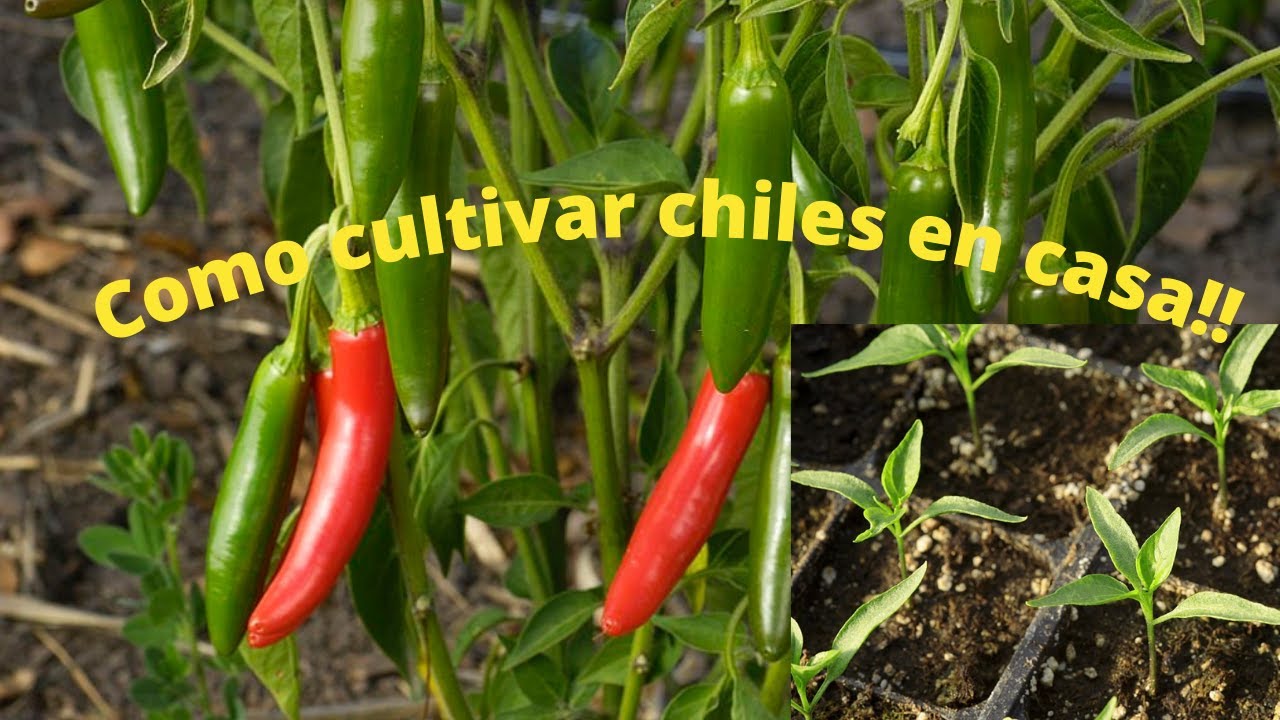 Como sembrar chiles, como sembrar chiles verdes en casa, como cultivar chiles