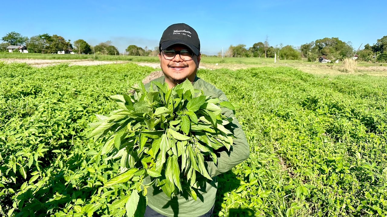 SALUYOT FARMING: Pinaka Malaking Kumita sa Lahat ng Talbos + Biyahe na mga Reyna ng Balintawak!