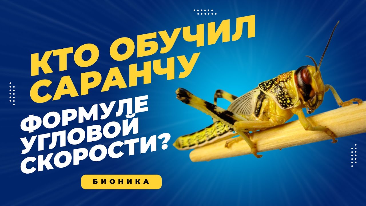 Бионика. Чему люди могут научиться  у животных и растений?