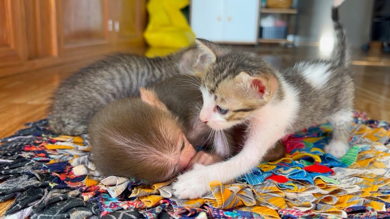 Encouraged by the kitten, baby monkey DoDo is happy again