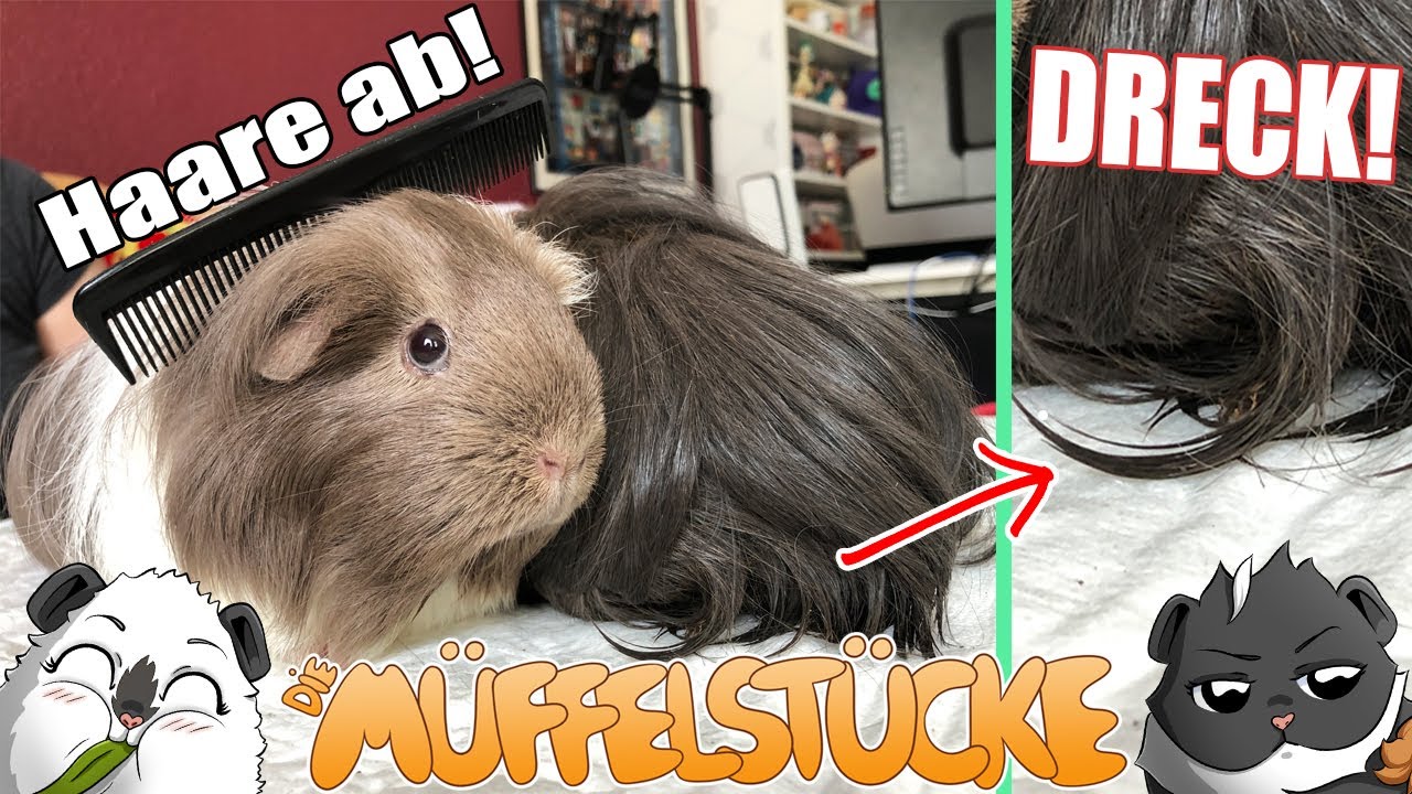 Was tun wenn Meerschweinchen sich einschiffen und 💩? HAARE AB! | Die Müffelstücke