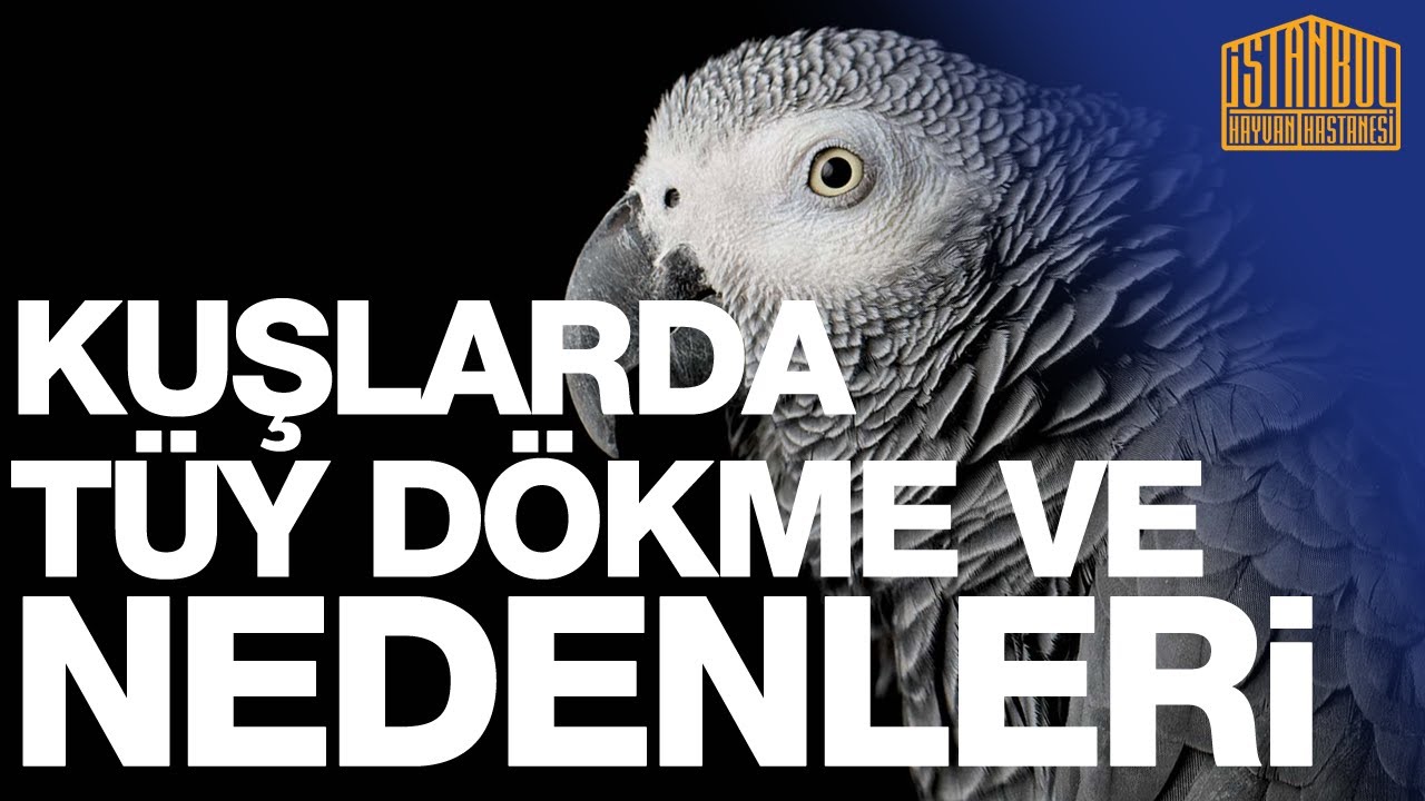Kuşlarda Tüy Dökme ve Nedenleri