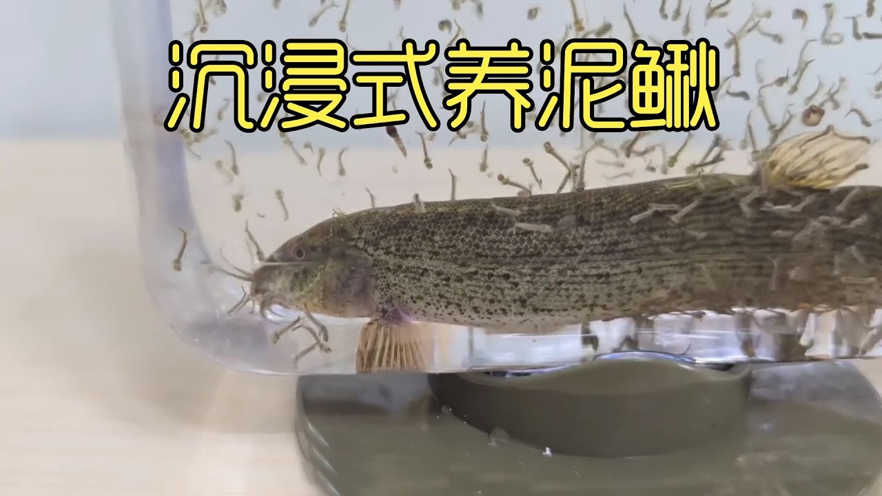 沉浸式养泥鳅，把1000只蚊子和泥鳅养在一起，有趣的事发生了