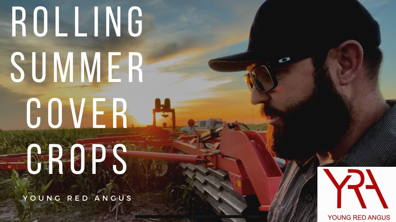 Rolling Summer Cover Crops