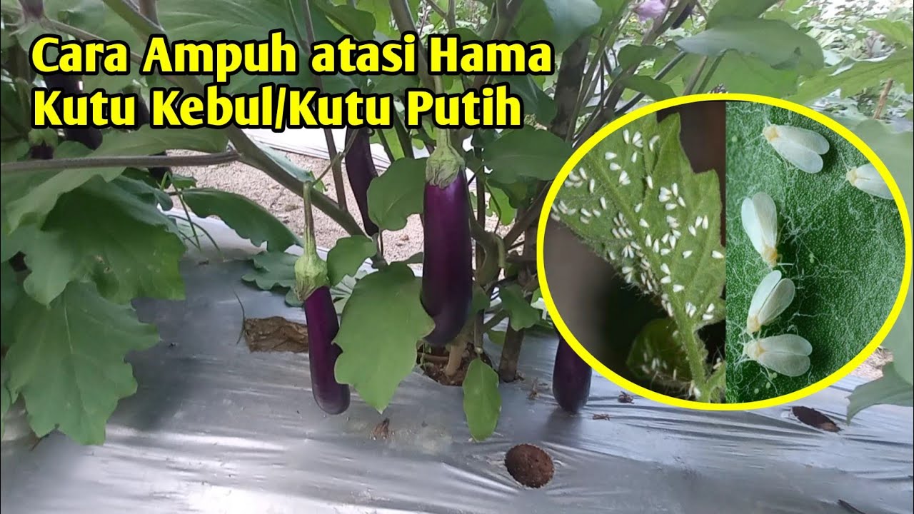 Cara ampuh atasi kutu kebul pada tanaman terong