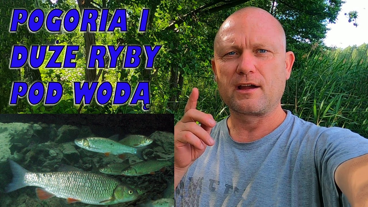 Pogoria I Duże Ryby pod Wodą