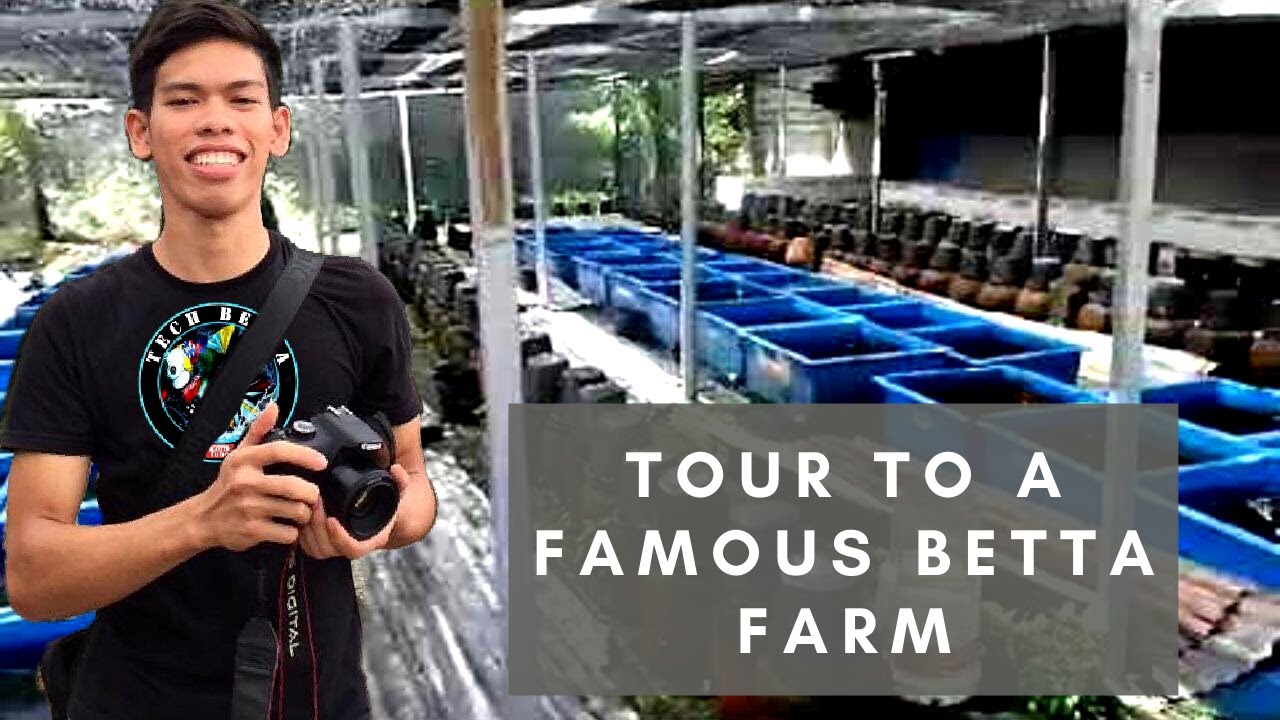 Visiting One Of the Most Famous Betta Breeder in  Indonesia | Jokiweda Genetical Farm | Betta Farm