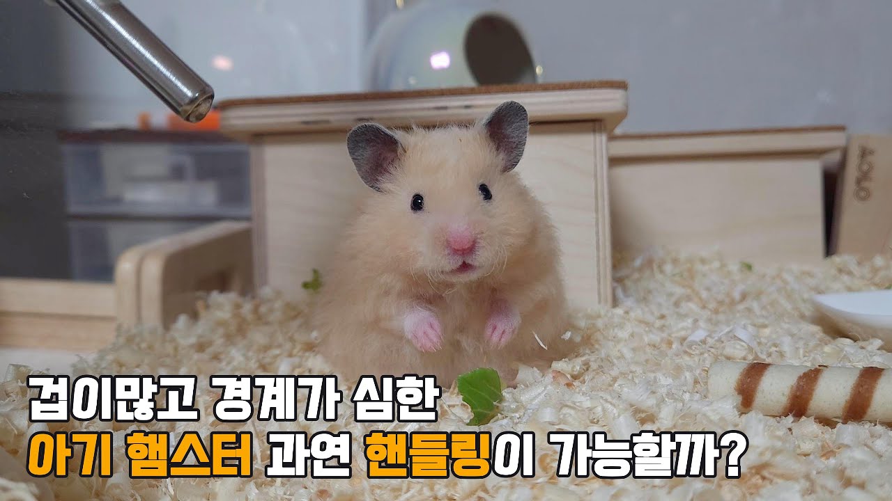 겁이 많은 쫄보 햄스터의 핸들링 훈련 1단계 : 