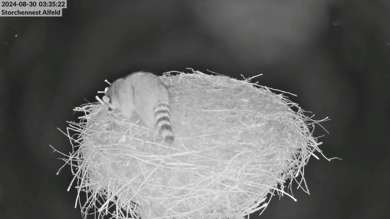 Storchennest Alfeld (Leine) - Waschbären klettern auf den Storchenhorst in der Nacht - 30.08.2024