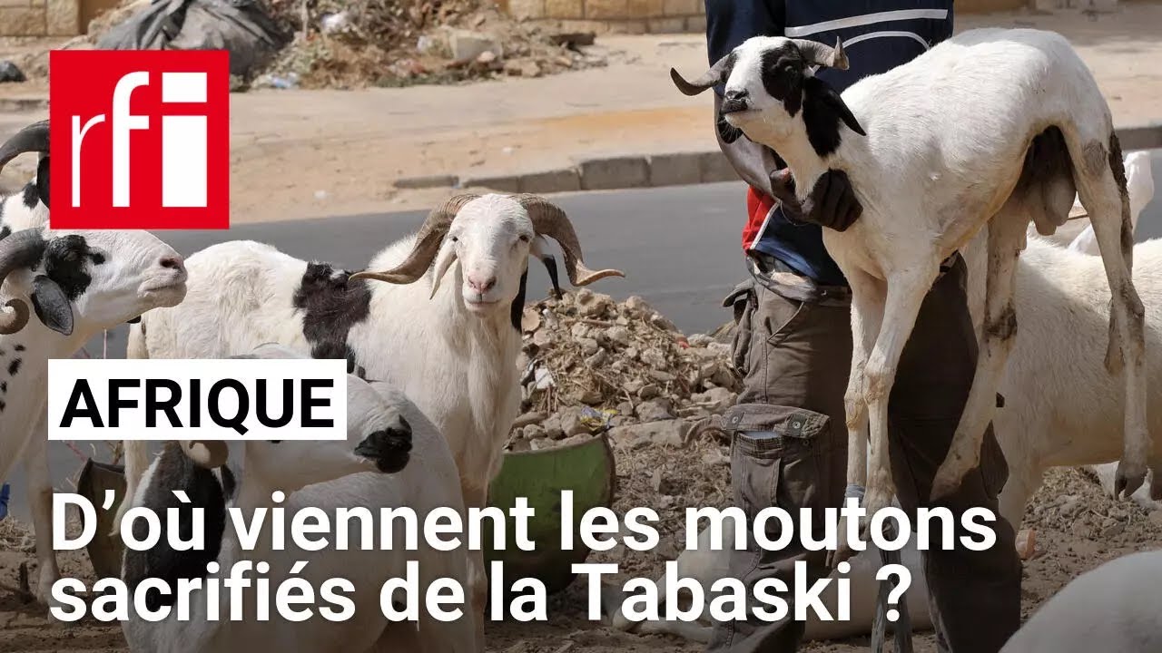 D'où viennent les moutons sacrifiés de la Tabaski ? • RFI
