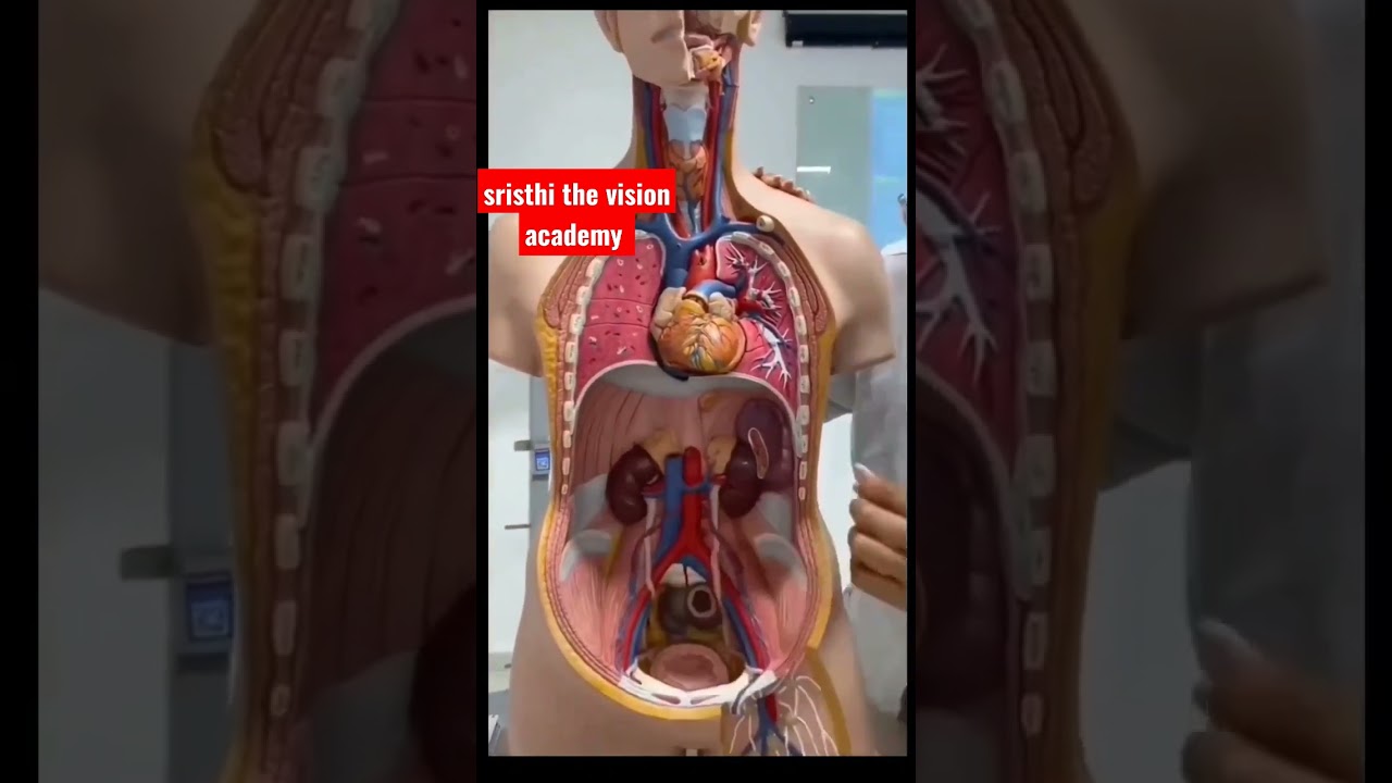 #Human skeleton system #mbbs #human body #3D animation #neet #medical #shorts #science #nursing
