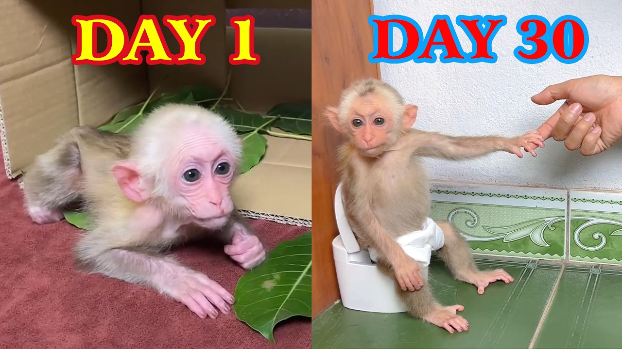 Oh, little monkey Bibi, what has she been through with this new temple?