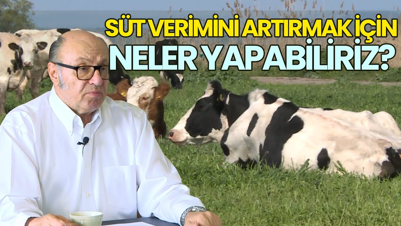 Süt Verimini Artırmak İçin Neler Yapabiliriz?