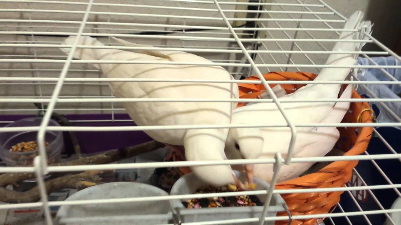 My laughing White Ringneck Dove's  :)