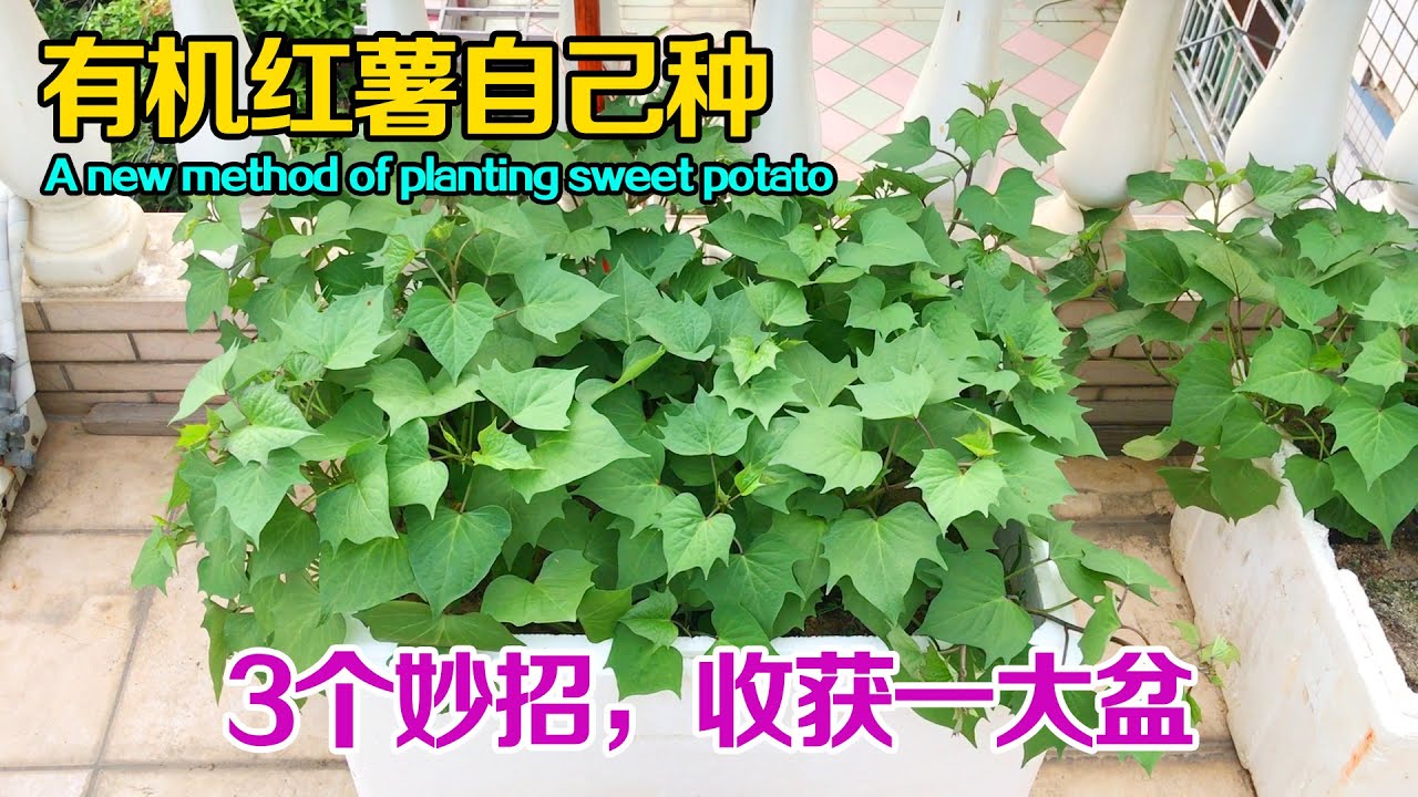 在家自己种红薯，学会3个实用的妙招，红薯长得又大又多，新手看一遍也能种植成功！