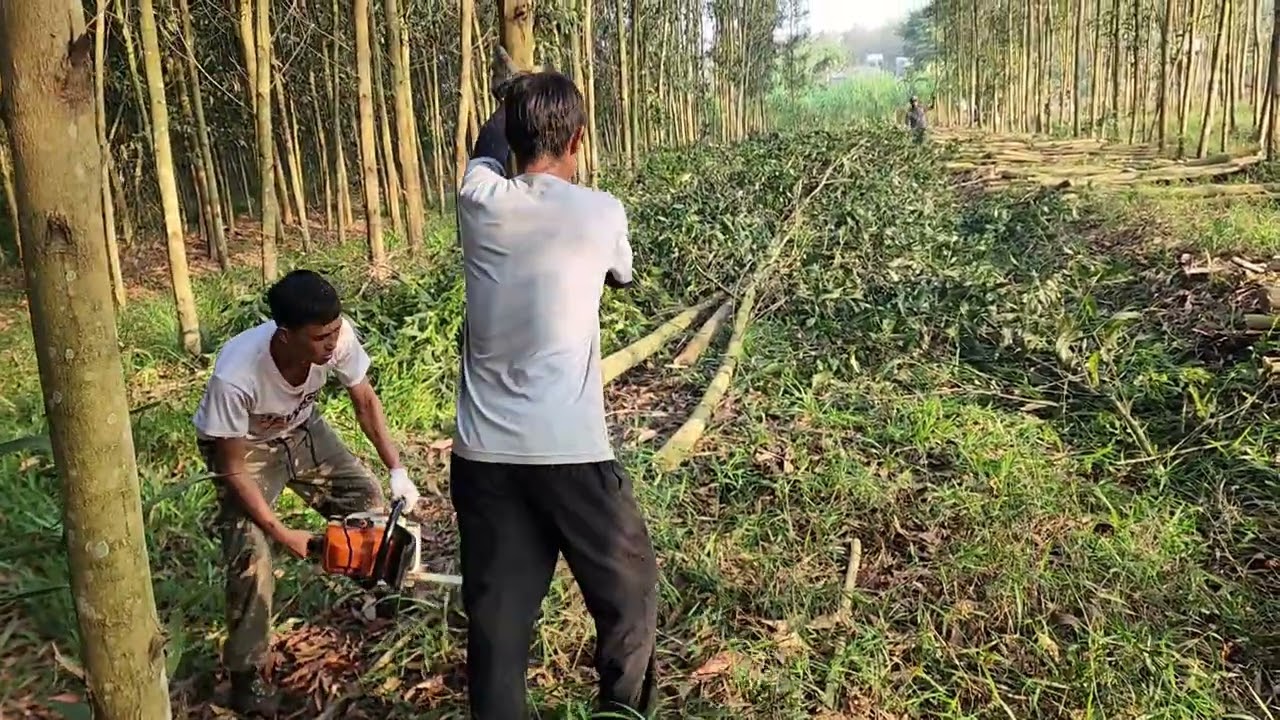 CƯA LÔ TRÀM 5 SÀO THÔN 2 - TRÀ TÂN - LÂM ĐỒNG P1#
