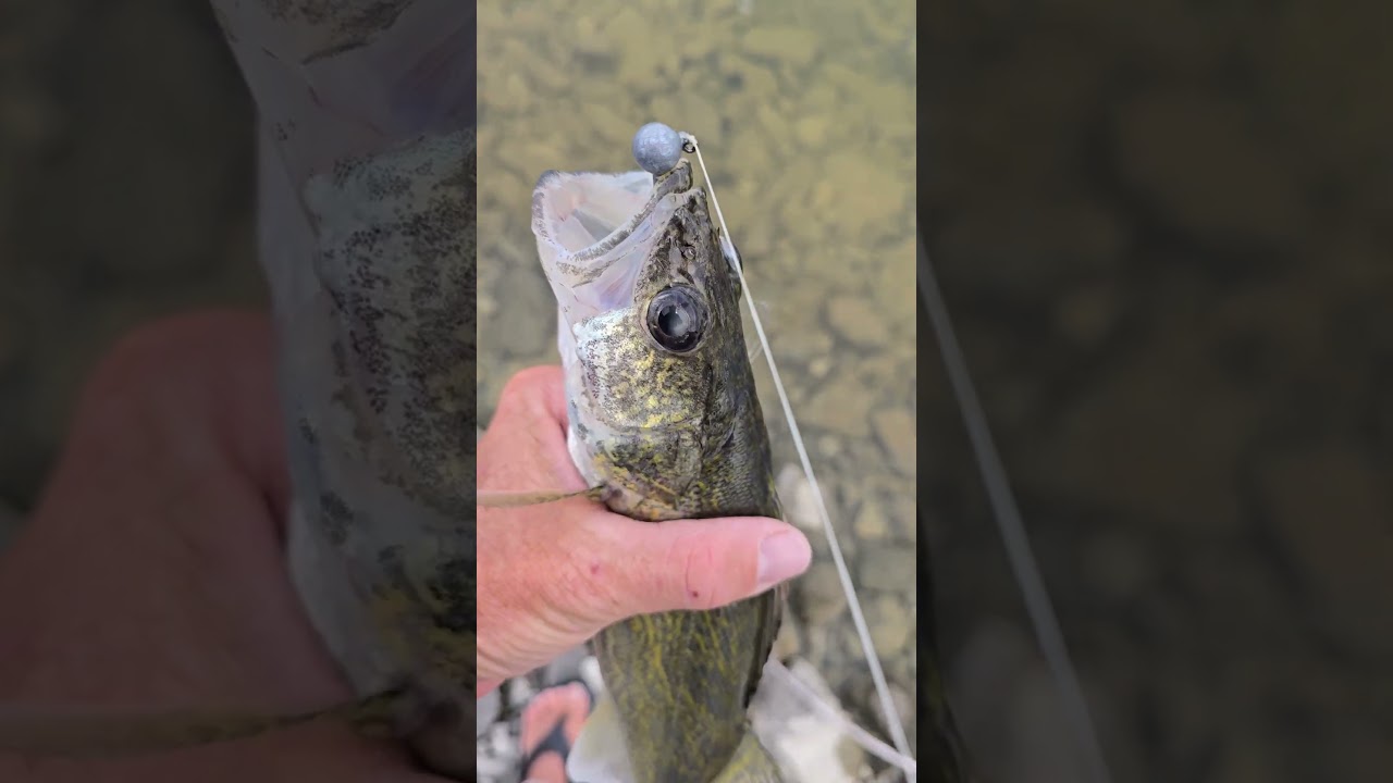Fish Head Assassin #fishing fishing for followers #walleyefishing