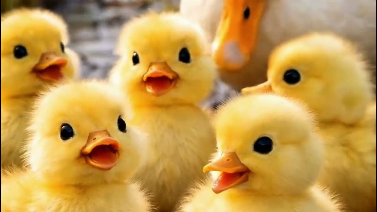 BEBEK BERENANG KWEK KWEK BEBEK KWEK KWEK BEBEKNYA UWEK UWEK BEBEK KWEK KWEK LAGU BEBEK ADUS KALI