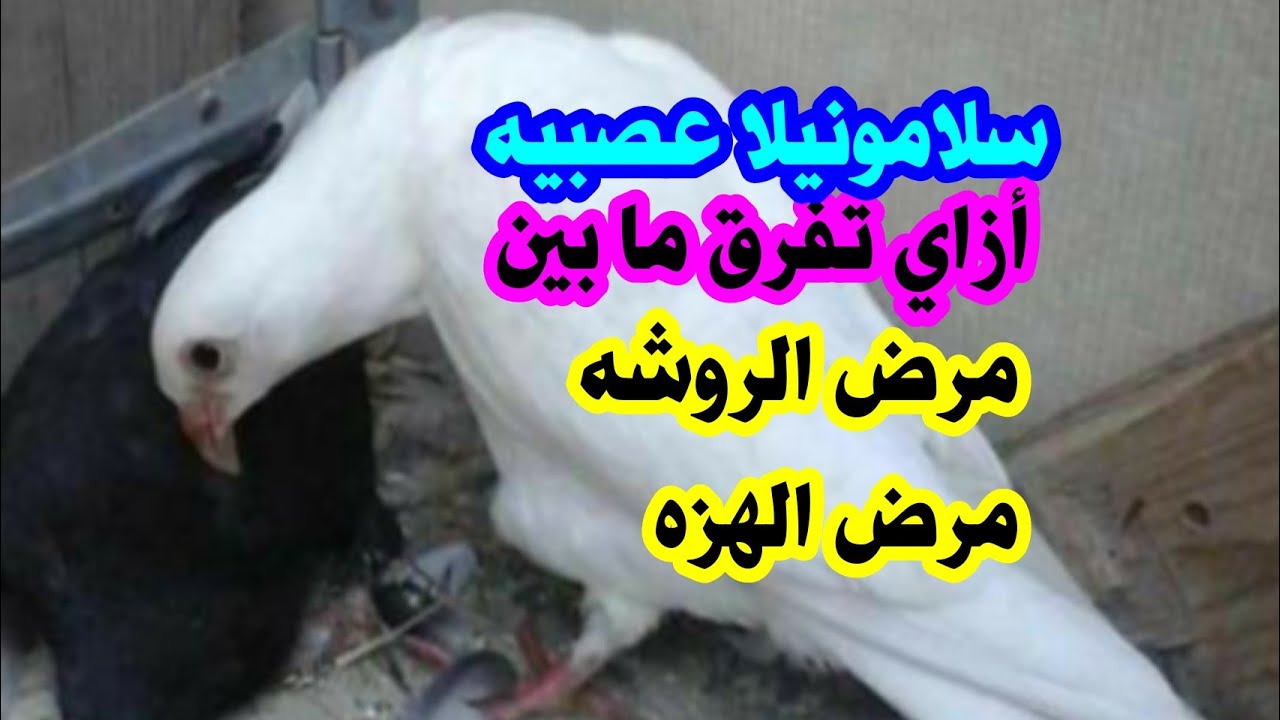 أزاي تفرق ما بين الروشه والهزه والسلامونيلا العصبيه وإيه العلاج المناسب لكل مرض
