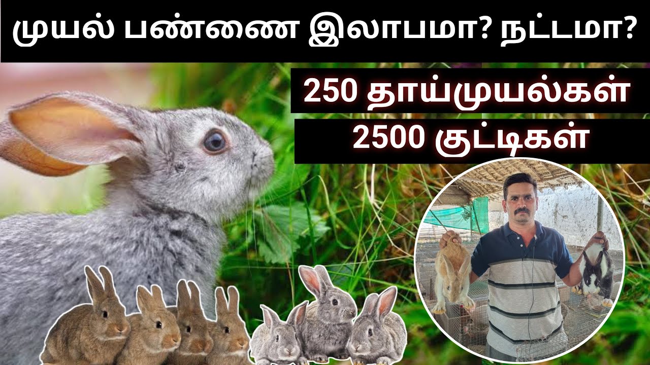 முயல் பண்ணையில் உண்மையில் இலாபம் உண்டா? |கள ஆய்வு | மதிப்பு கூட்டல் | ஹேர் ஆயில் | Rabbit Farming