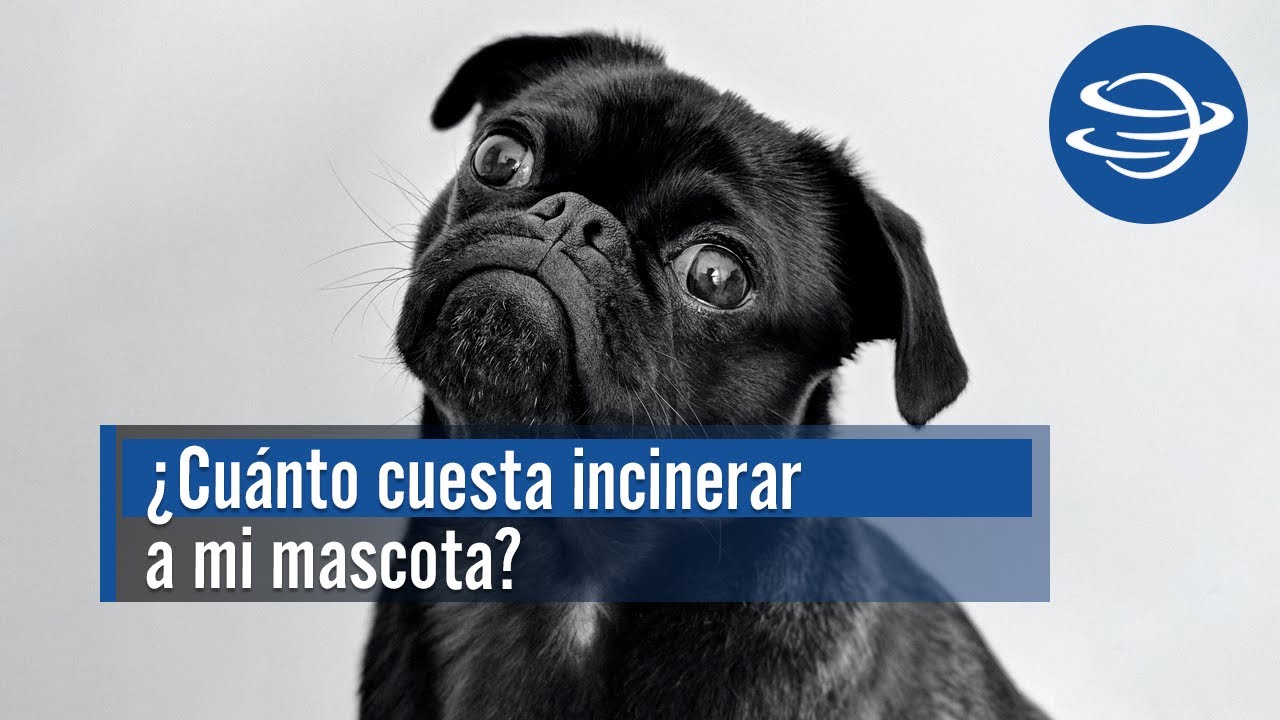 ¿Cuánto cuesta incinerar a mi mascotas en el crematorio para animales en Fresnillo?