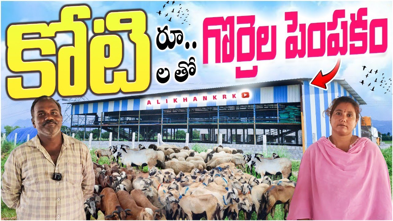 కోటి ఖర్చు తో గొర్రె పొట్టేళ్ళ పెంపకం SK SHEEP FARM /sheep farming in Telugu alikhankrk 