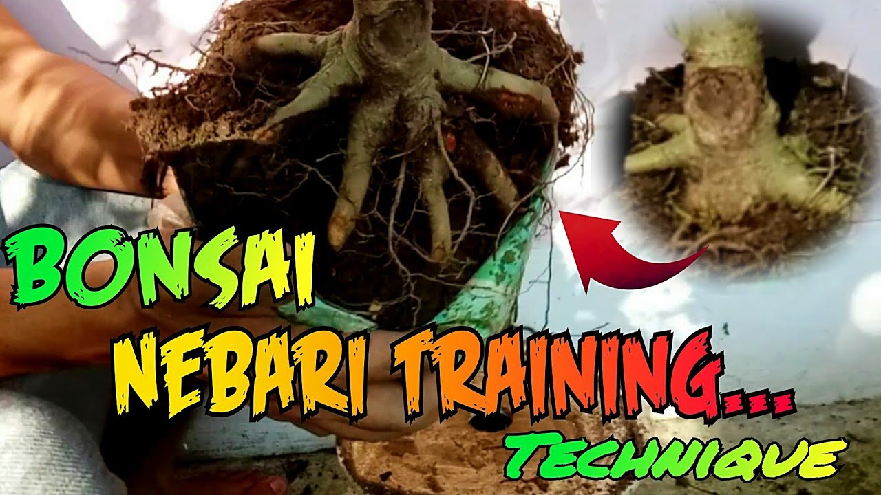 How to Create Bonsai Nebari | Bonsai Root training technique | Nature's Reflection Bonsai
