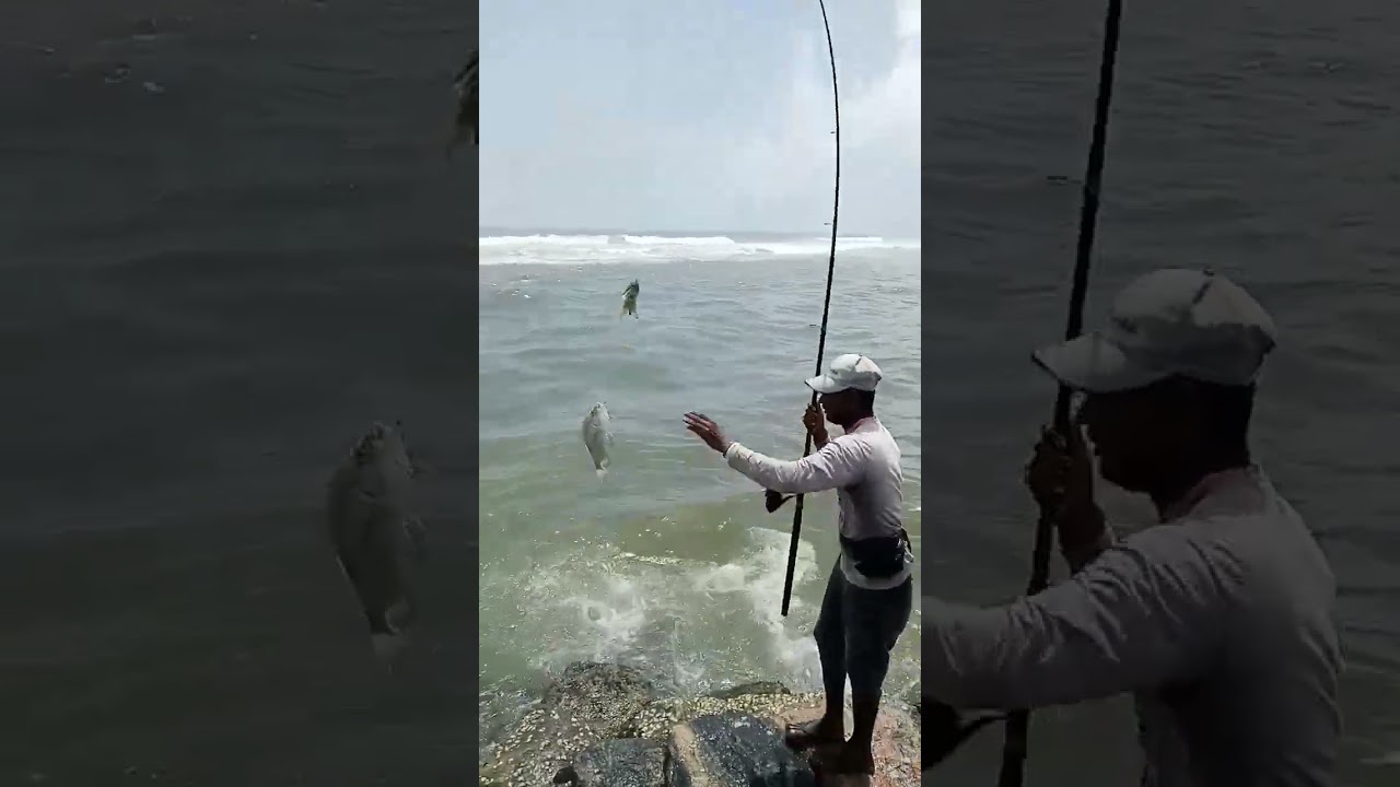 Fishinig Skill in Colombo |#fishing #fishermen #freshfish