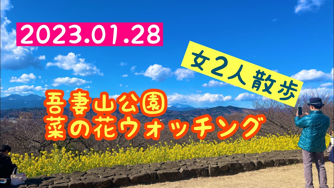 【お散歩123】【お散歩】【ハイキング】吾妻山公園菜の花ウォッチング2023