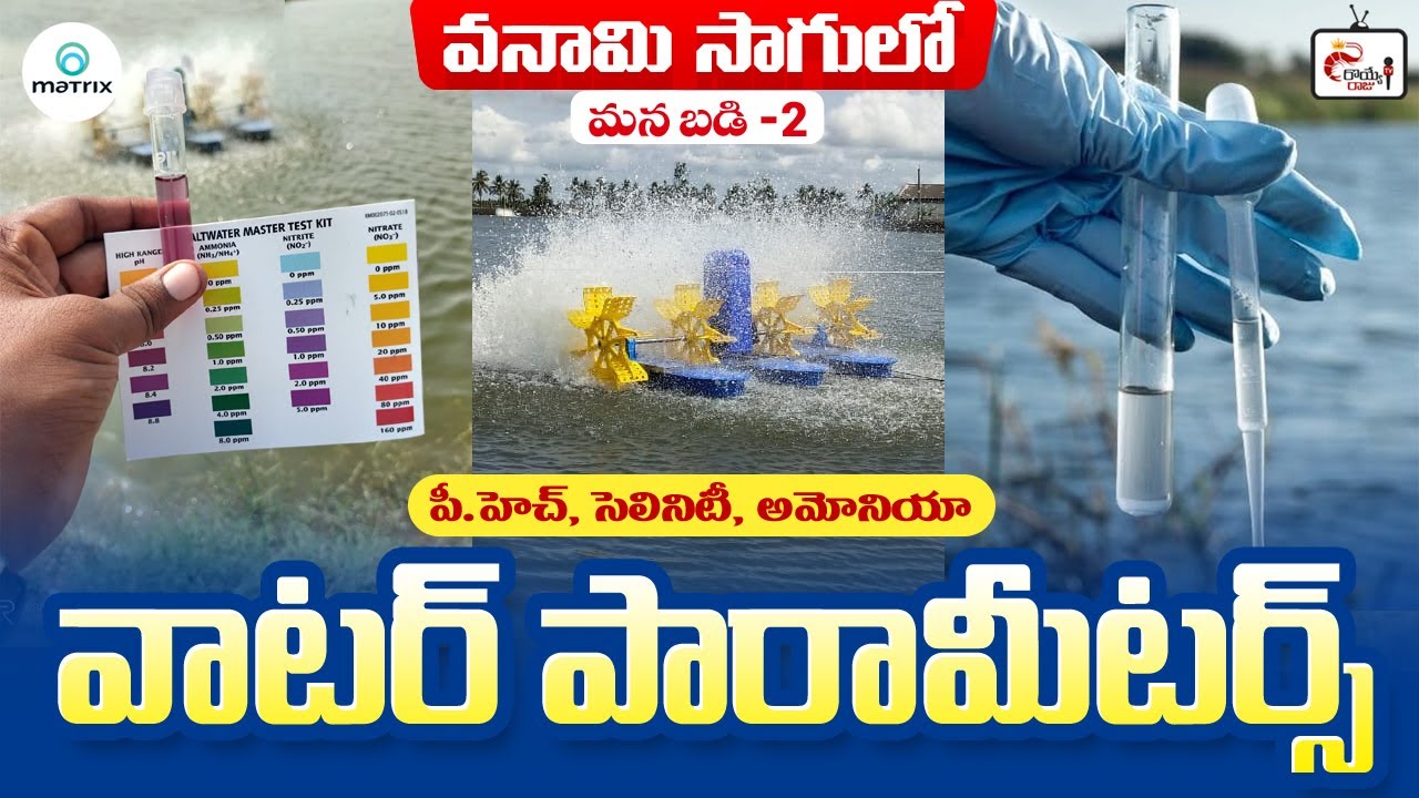 Water quality  Parameters in Shrimp farming | Royye Raju | Mana badi