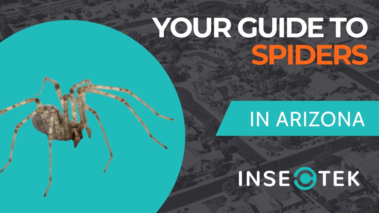 Your Guide to Spider Pest Control in Phoenix, AZ
