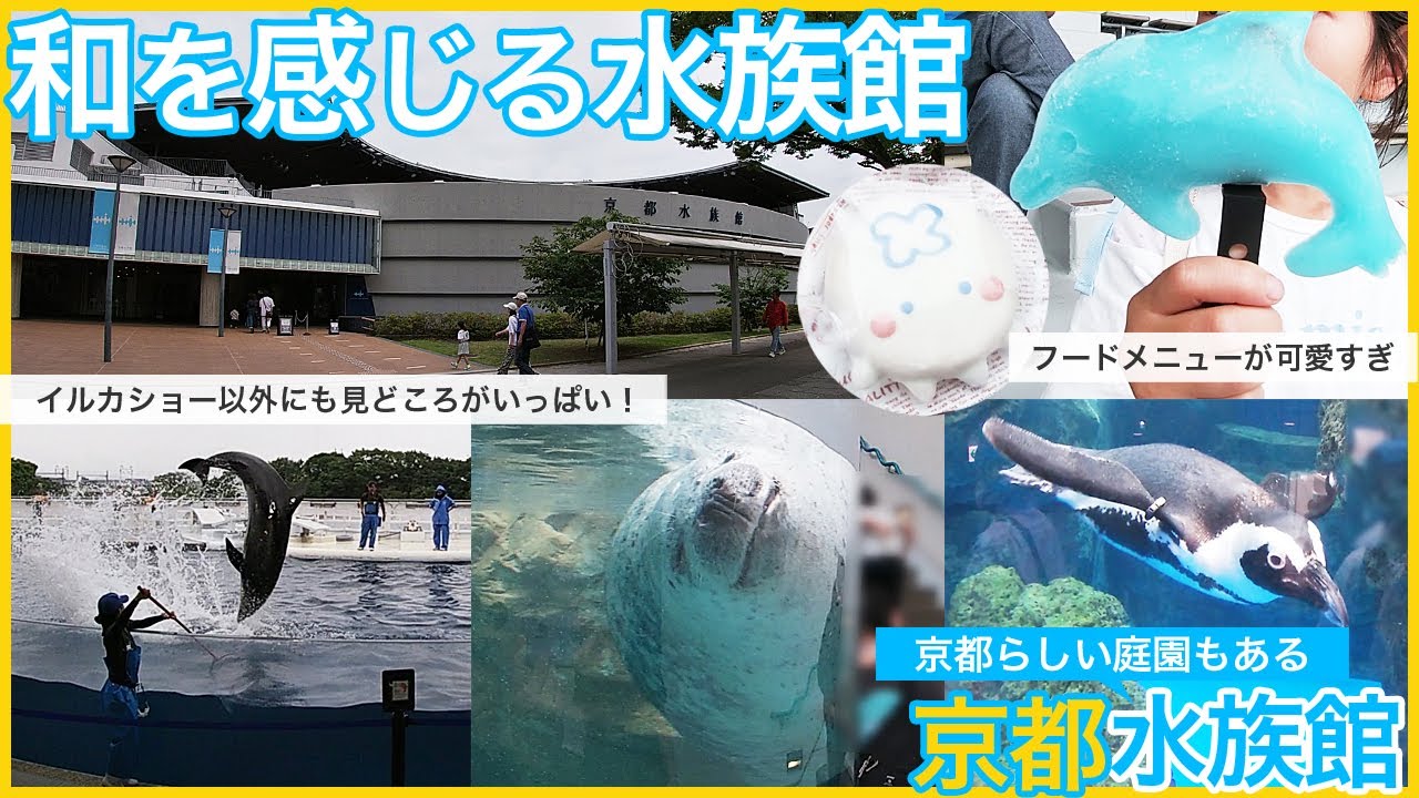 和を感じる都会の中にある「京都水族館」。イルカショー以外にもペンギンやアザラシ、オオサンショウウオ、クラゲなど見どころがありすぎ！さらにフードメニューが可愛い！庭園まであり、京都ならではの演出が魅力