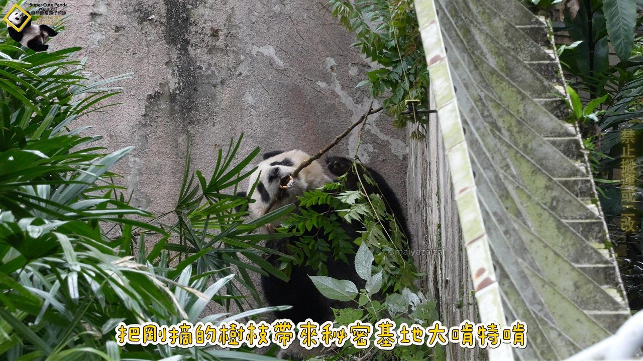 20260308 38女神節圓仔下午也發威，大鋼牙園藝師積極美化修剪樹枝 The Giant Panda Yuan Zai