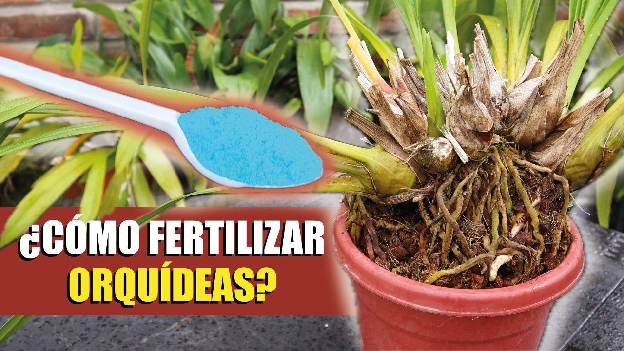 Cómo Fertilizar Orquídeas para que Crezcan y Florezcan