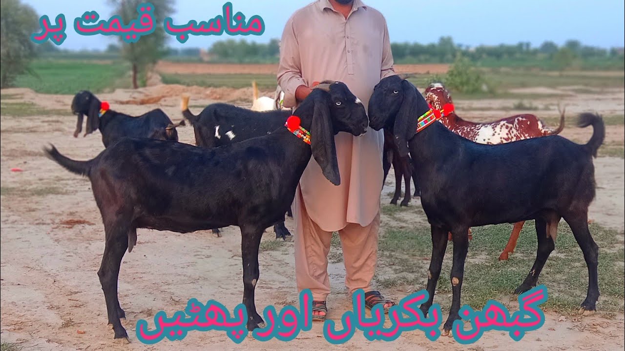 Ali Farman God Karam top quality pure ambersari lalpuri bakriyan aur patte for sale 03.11.96.92.101