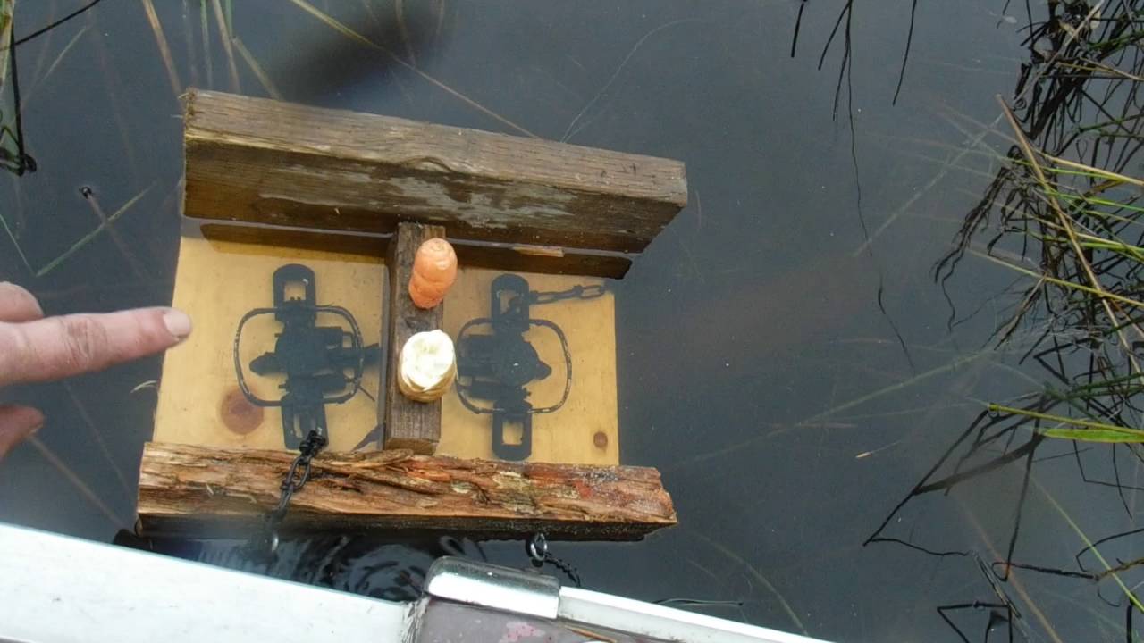 Trapping Beavers and Muskrats setting and checking CH#1