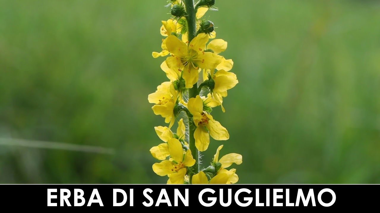 DIVINA FLORA - Agrimonia eupatoria o erba di San Guglielmo
