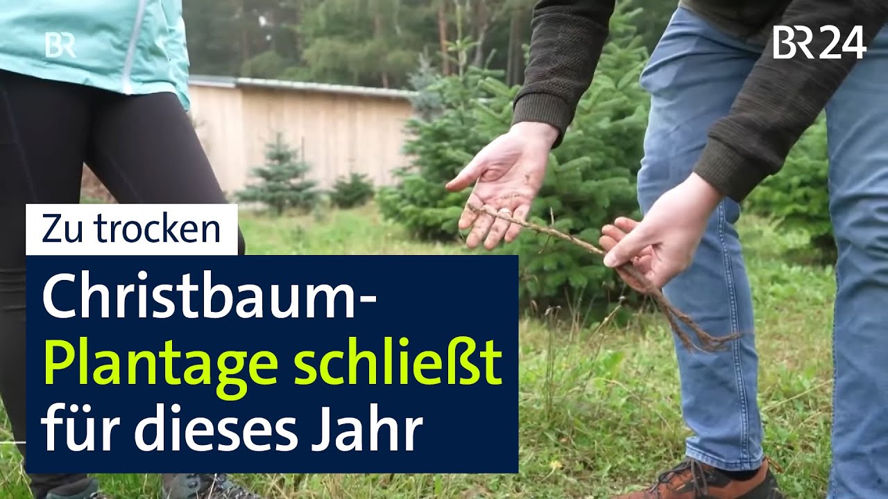 Zu trocken für Christbäume: Händler in der Oberpfalz lässt den Verkauf dieses Jahr ausfallen | BR24