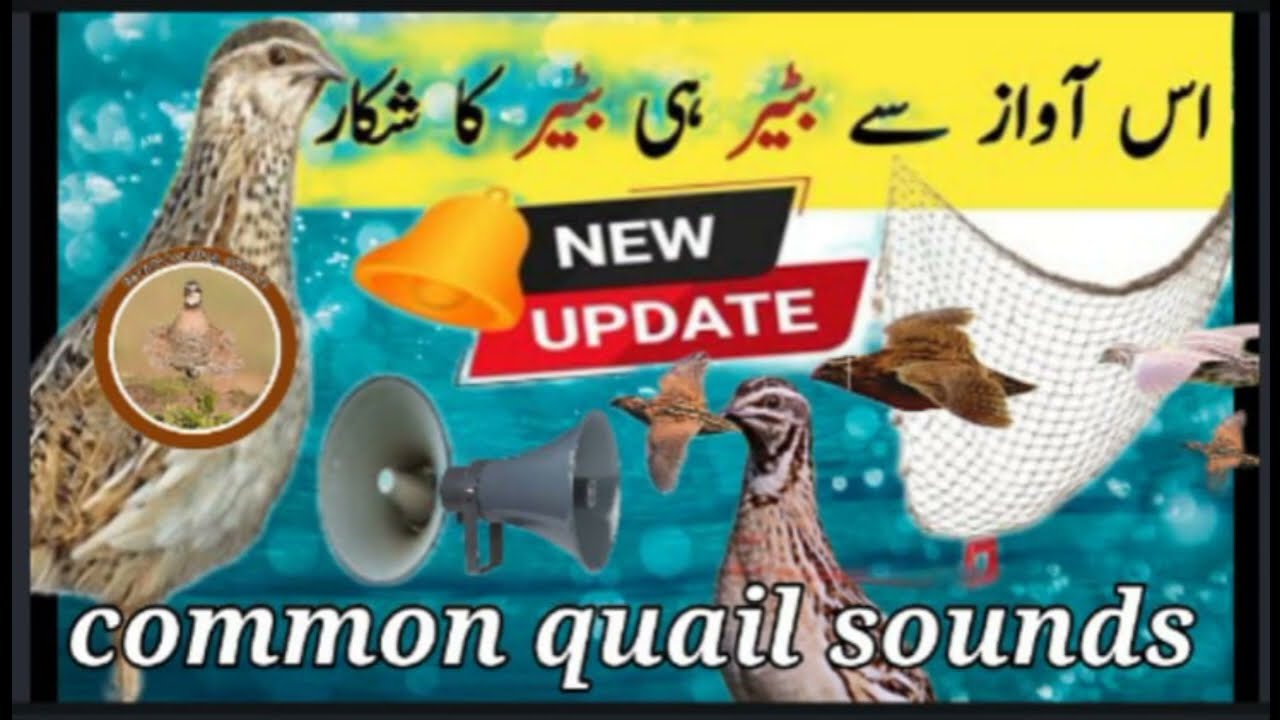 common quail sound//batair ki special awaz//@Sawalhunting-sn9vs