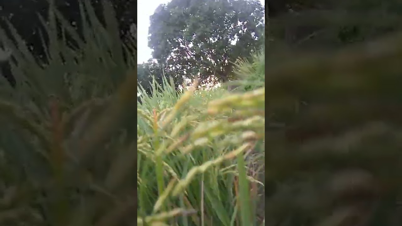 dhaan ki kheti  #officialvlogs #dhaankikheti