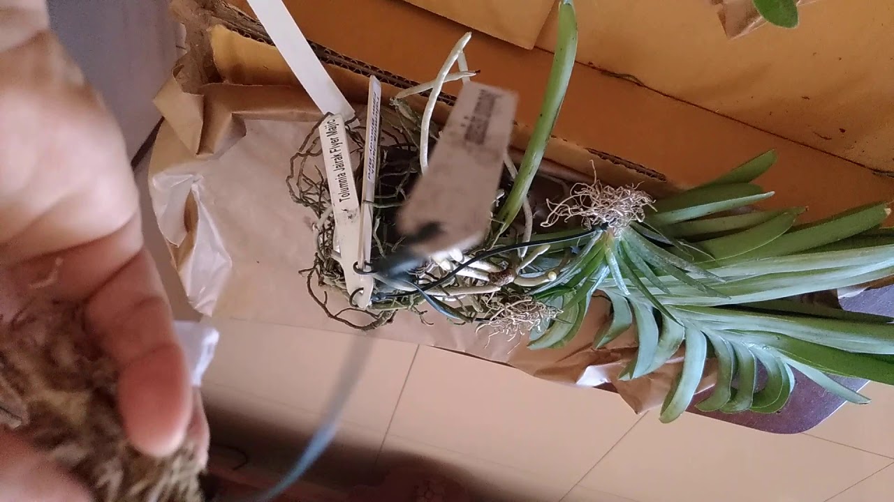 18-  ORQUÍDEA COMPRADA PELA INTERNET