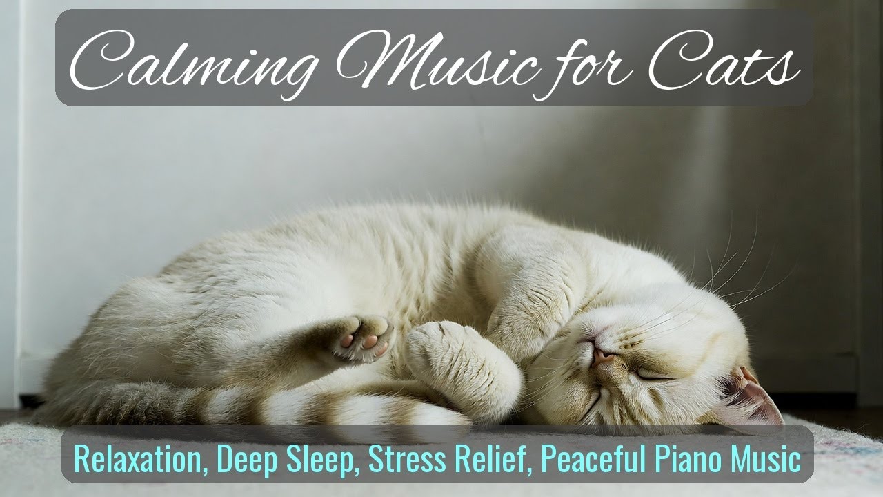 LIVE 🌙 Rainy Evening Music for Cozy Cats 🌧️ | Season 59