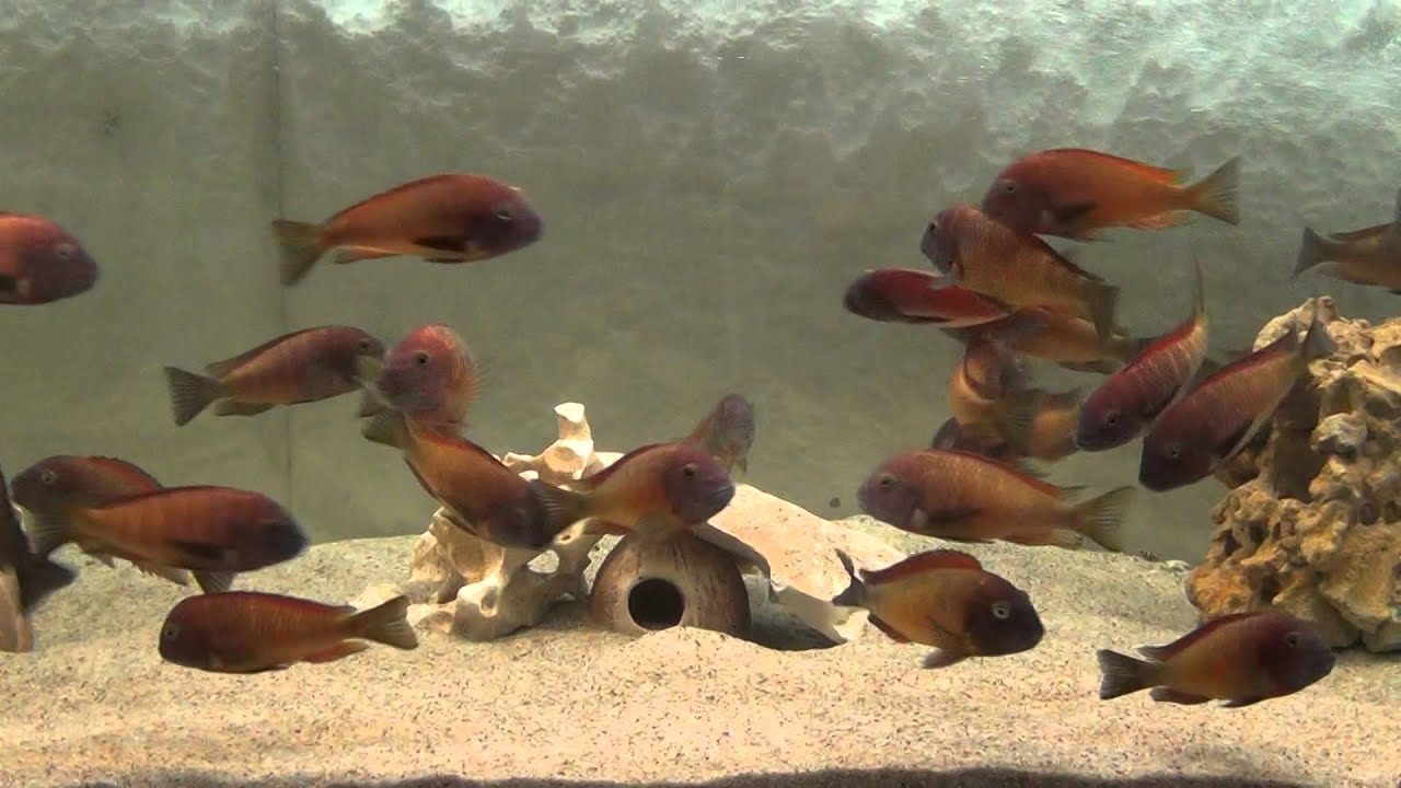 Tropheus Moorii Ilangi Yellow AQUA LAB