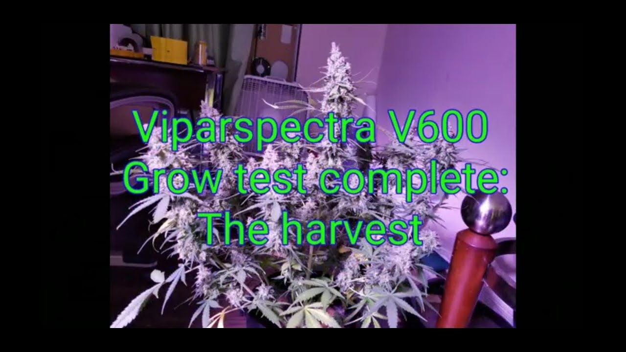 Viparspectra V600(&times;2) grow test complete: The harvest