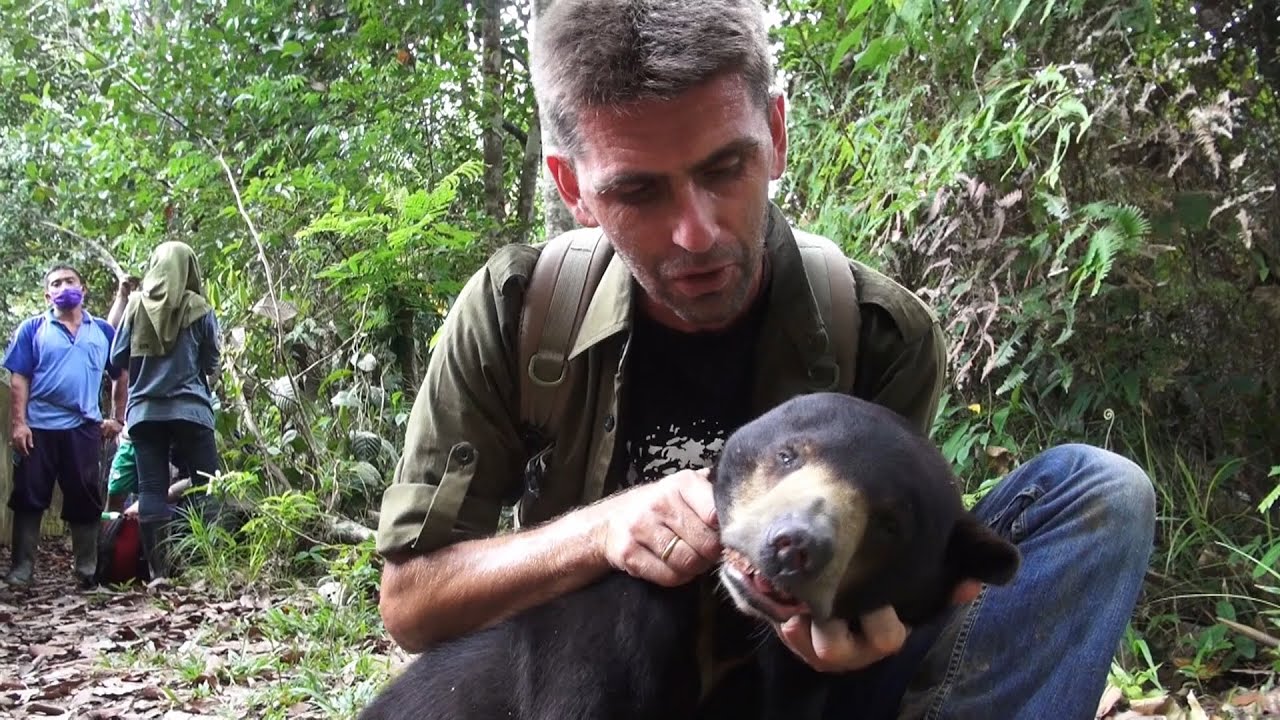 UN OURS S&rsquo;&Eacute;VADE DANS LA JUNGLE [An escaped adult bear at Kalaweit]